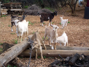 Goats on a farm near Mirca on Brac