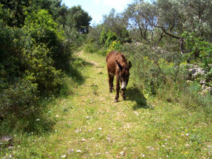 A Mule blocking our path near Mirca on Brac