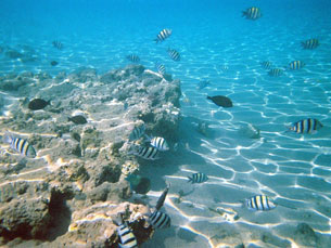 More fish while snorkeling in the Red Sea