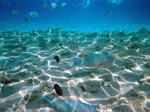 Lots of fish while snorkeling in the Red Sea at Sharm El Sheikh's Naama Bay