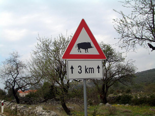 Road sign telling drivers to watch out for wild pigs