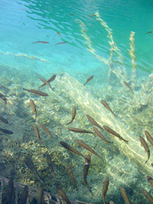 fish in a lake at Plitvice Lakes National Park