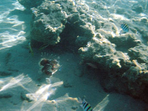 A lion fish along the sea floor in the Red Sea
