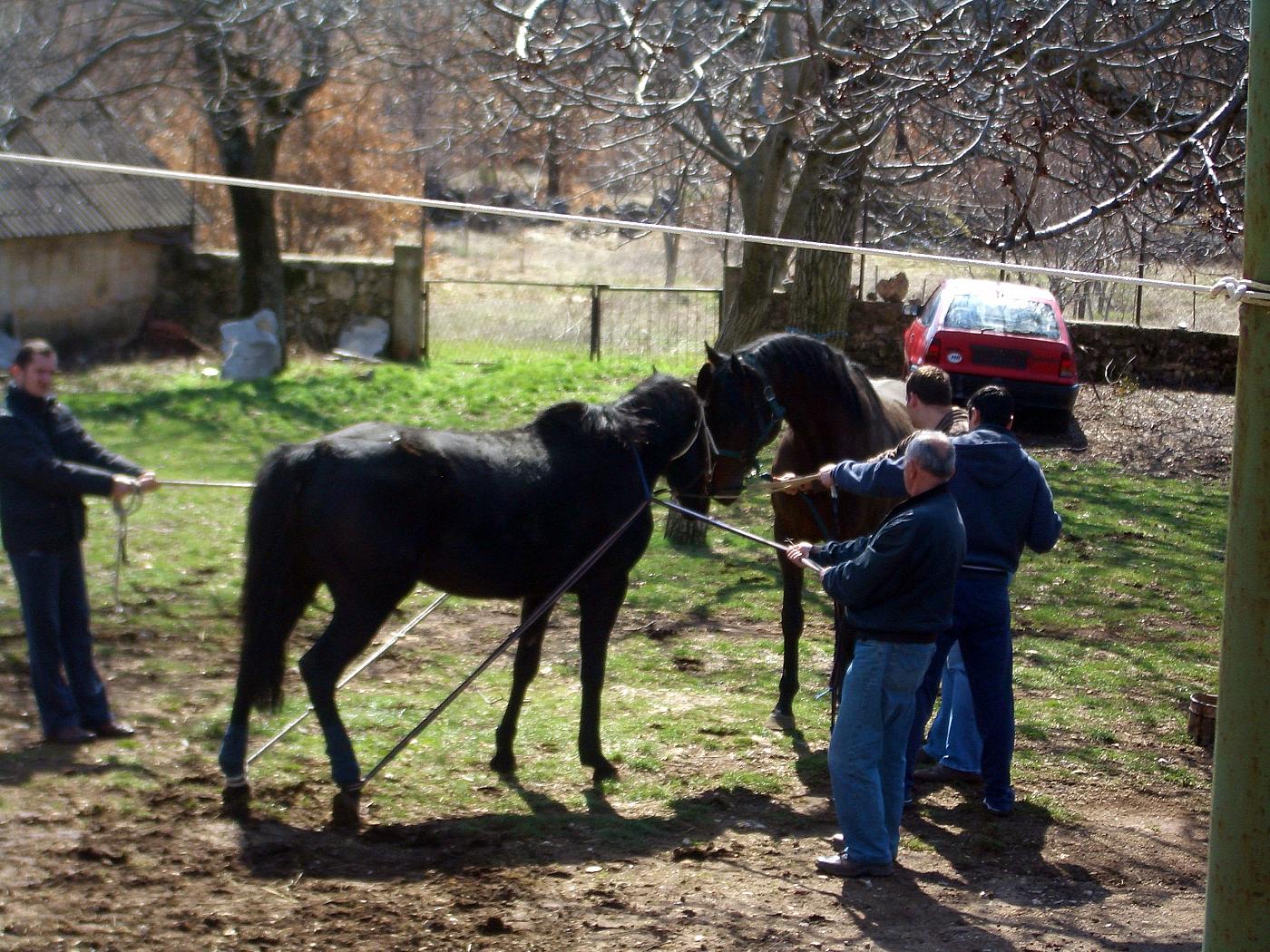 Horses meeting before they mate !?!
